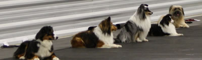 Obedience club deals
